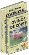 Curso Cria��o de Ovinos de Corte