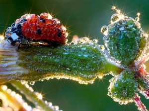 Quais as principais características da água?