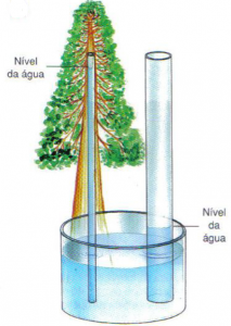 Quais as principais características da água?