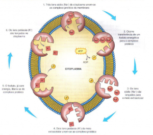 BOMBADESODIOPOTASSIO