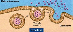 exocitose