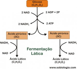 fermentacaolatica