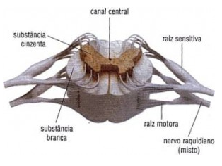 Medula vista em corte (Observe a localização das massas cinzenta e branca)