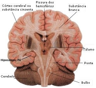 Encéfalo visto em corte (Observe a localização das massas cinzenta e branca)