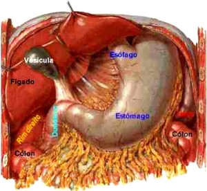 estomago-7