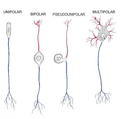 Diferentes tipos de neurônios. A cor vermelha representa o dendrito e a azul, o axônio.