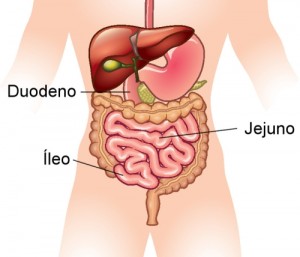 intestino-delgado