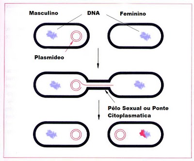 Esquema de conjugação bacteriana