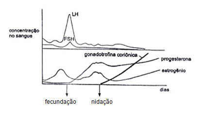 Concentração dos hormônios quando há gravidez
