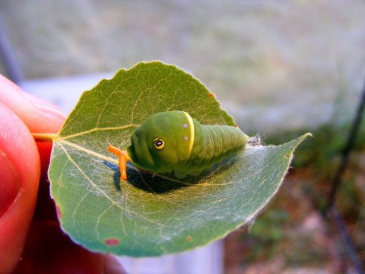 papilio-canadensis-osmetarium