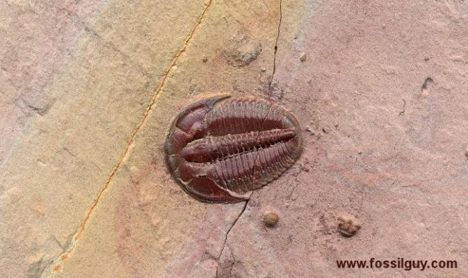 Trilobita