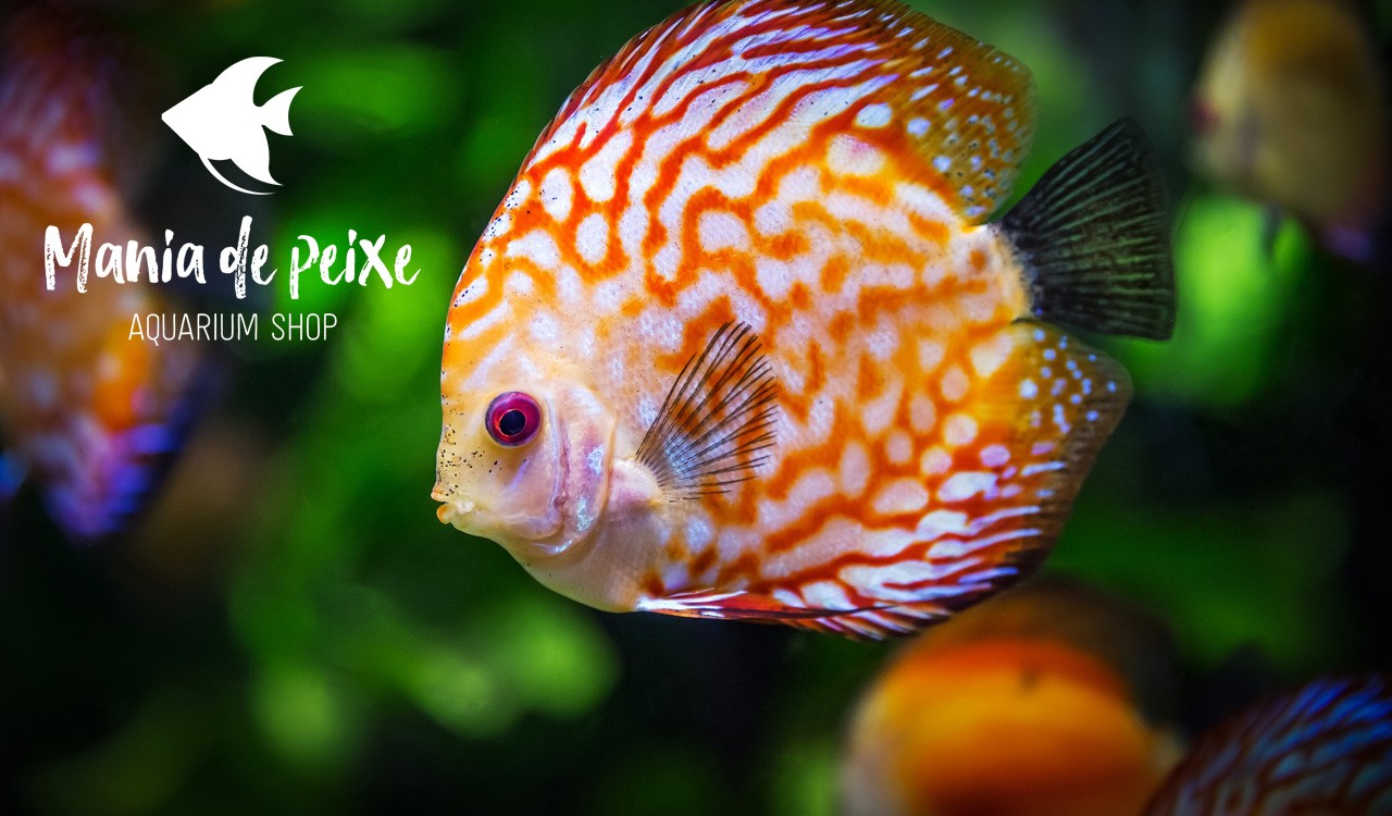 Mania de Peixe – Aquarium Shop