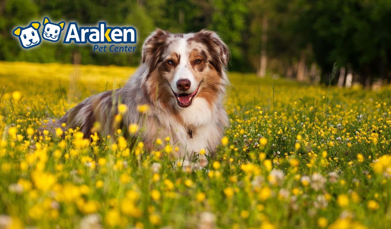 Araken Pet Center – Arsenal