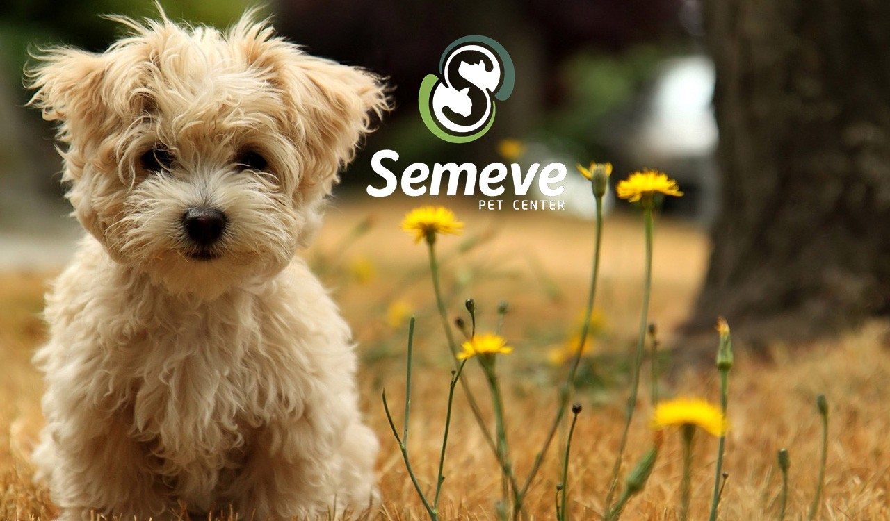Semeve Pet Center – Brotas