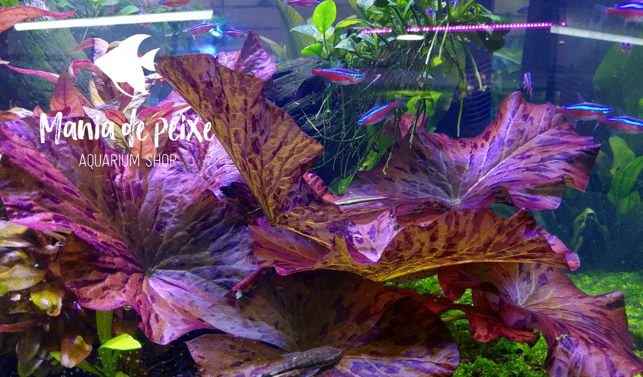 Mania de Peixe – Aquarium Shop