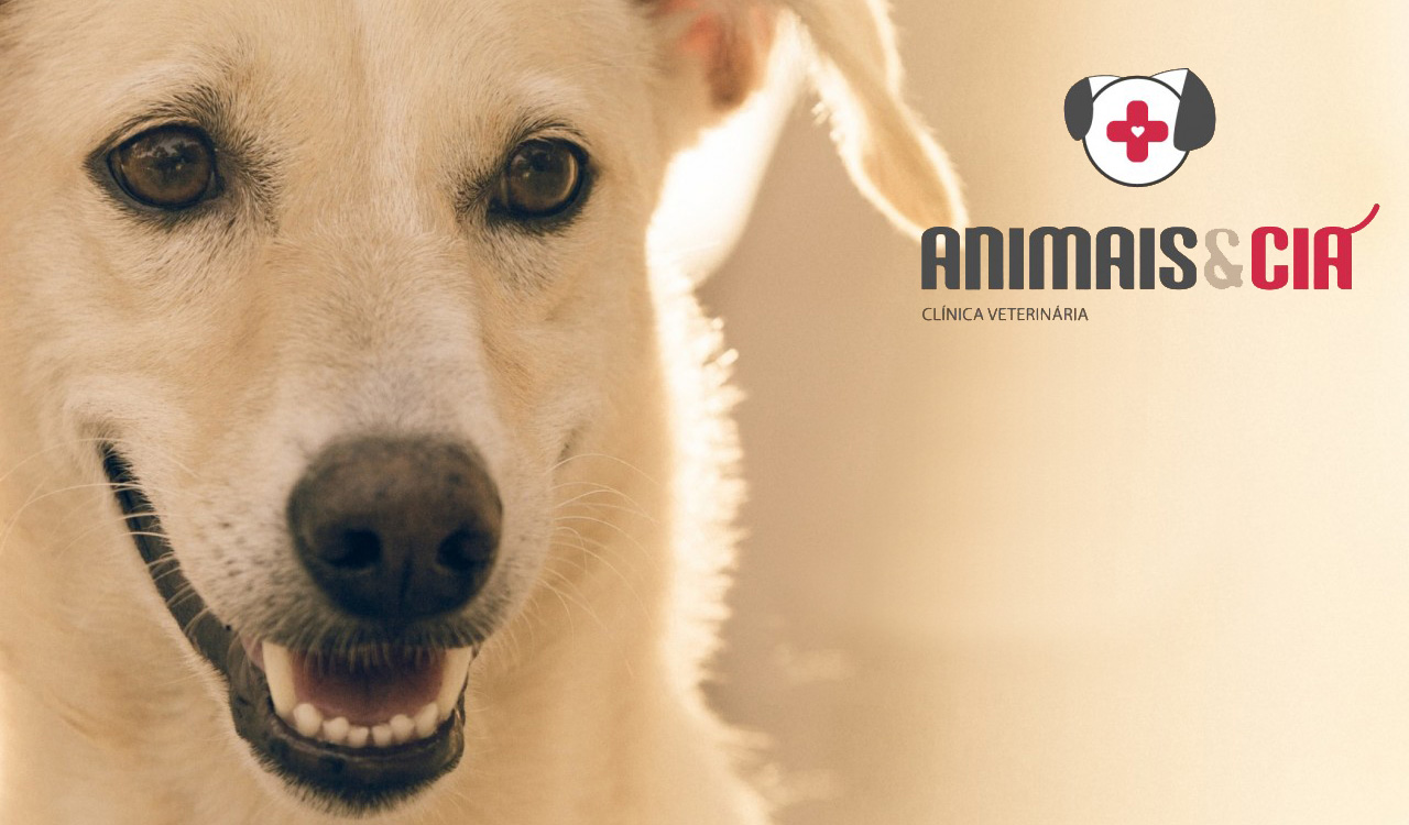 Animais & Cia