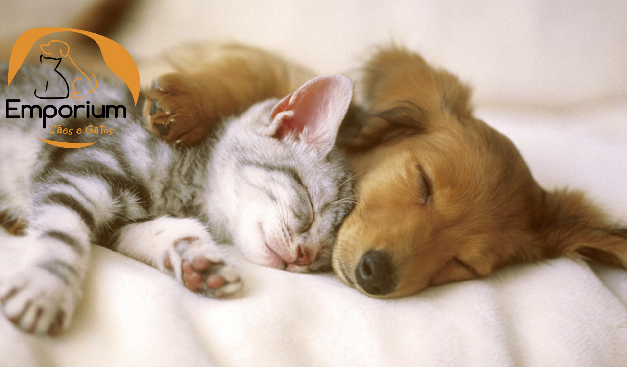 Emporium Cães e Gatos