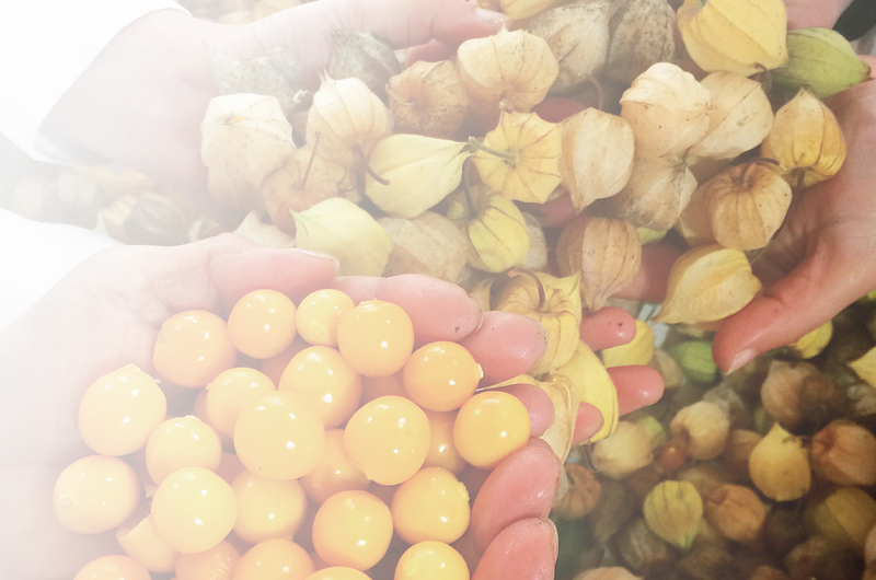 Frutas