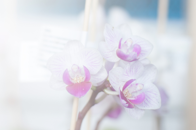 Flores