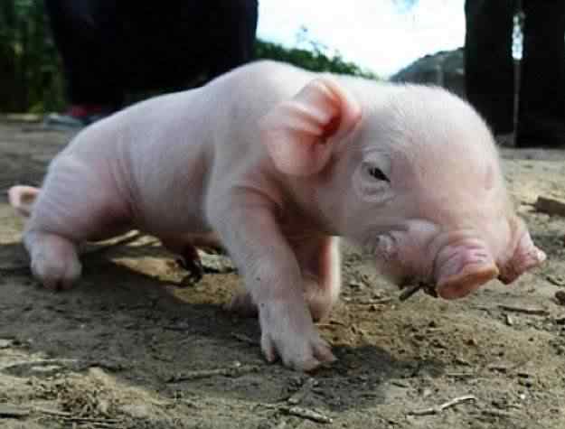 pig-two-noses