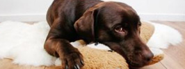 Cães de Rua