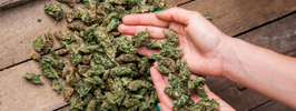 Maconha em apartamento