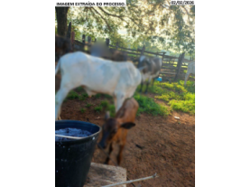 Foto Capa: LEILÃO DA JUSTIÇA ESTADUAL DE IPORÁ/GO - 2ª VARA CÍVEL