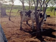 Foto de Vacas Girolanda e Touro Girolanda - Itaíba/PE