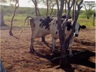 Miniatura 1 de Vacas Girolanda e Touro Girolanda - Itaíba/PE