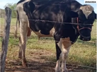 Miniatura 3 de Vacas Girolanda e Touro Girolanda - Itaíba/PE