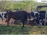 Miniatura 4 de Vacas Girolanda e Touro Girolanda - Itaíba/PE