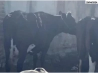 Miniatura 5 de Vacas Girolanda e Touro Girolanda - Itaíba/PE