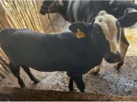 Miniatura 6 de 02 Vacas c/ dois Bezerros - Nelore/Girolando - Fortaleza/CE