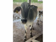 Miniatura 2 de 02 Vacas c/ dois Bezerros - Nelore/Girolando - Fortaleza/CE