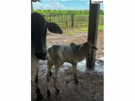 Miniatura 3 de 02 Vacas c/ dois Bezerros - Nelore/Girolando - Fortaleza/CE