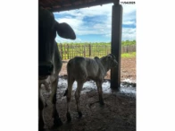 Miniatura 4 de 02 Vacas c/ dois Bezerros - Nelore/Girolando - Fortaleza/CE