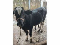Miniatura 5 de 02 Vacas c/ dois Bezerros - Nelore/Girolando - Fortaleza/CE