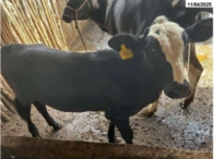 Miniatura 7 de 02 Vacas c/ dois Bezerros - Nelore/Girolando - Fortaleza/CE