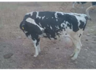 Miniatura 2 de 14 Vacas Girolandas - Bom Conselho/PE