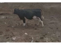 Miniatura 3 de 14 Vacas Girolandas - Bom Conselho/PE