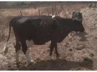 Miniatura 4 de 14 Vacas Girolandas - Bom Conselho/PE