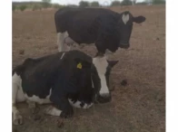 Miniatura 5 de 14 Vacas Girolandas - Bom Conselho/PE