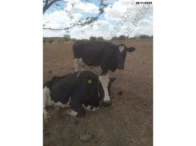 Miniatura 1 de 14 Vacas Girolandas - Bom Conselho/PE