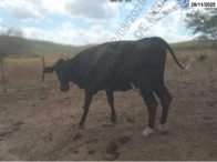 Miniatura 2 de 14 Vacas Girolandas - Bom Conselho/PE