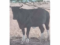 Miniatura 3 de 14 Vacas Girolandas - Bom Conselho/PE