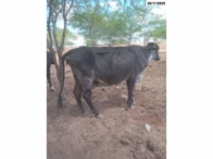 Miniatura 4 de 14 Vacas Girolandas - Bom Conselho/PE