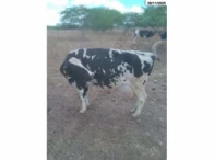 Miniatura 5 de 14 Vacas Girolandas - Bom Conselho/PE
