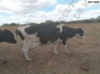 Miniatura 6 de 14 Vacas Girolandas - Bom Conselho/PE