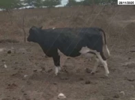 Miniatura 7 de 14 Vacas Girolandas - Bom Conselho/PE