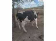 Miniatura 8 de 14 Vacas Girolandas - Bom Conselho/PE